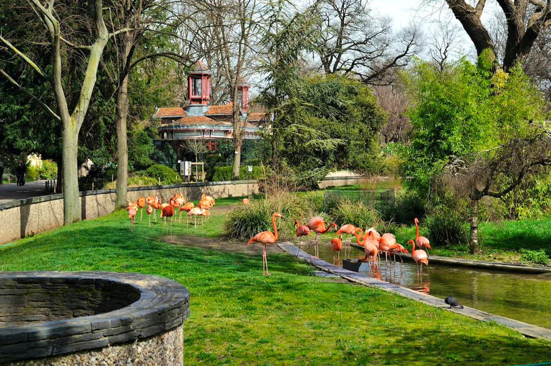 Ménagerie, Zoo of the Jardin des Plantes Discount